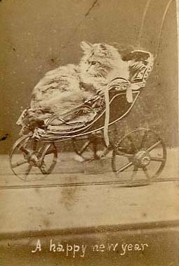 Harry Pointer Brighton Cat